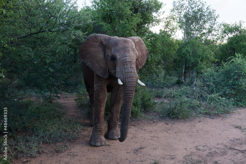 Eléphant d'Afrique 