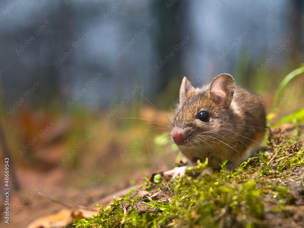mouse with lots of copy space mouse with lots of copy space