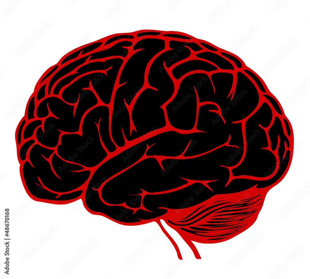 human brain model human brain model