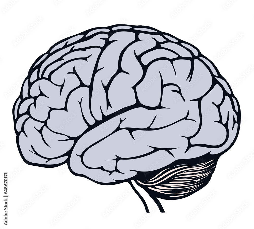 vector human brain model vector human brain model
