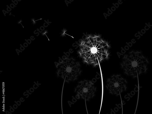 background dandelion fluff