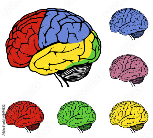 human brain