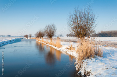 Pollard willows along a  wide ditch with a thin layer of ice