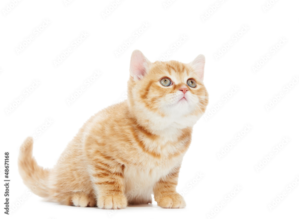 Fototapeta premium British Shorthair kitten cat isolated