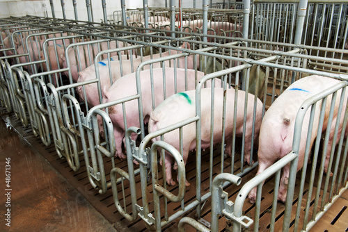 Photography group of young pig feeding
