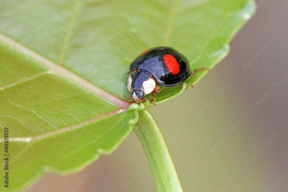 Fototapeta premium a kind of lady beetles