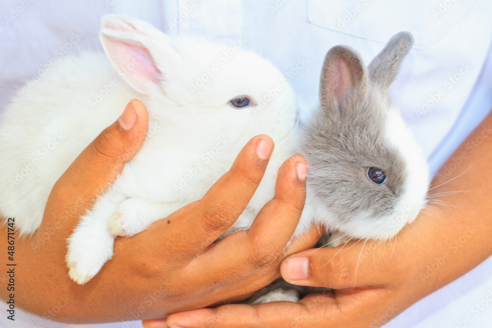 Obraz premium rabbit