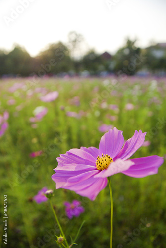 Beautyful Purple flora