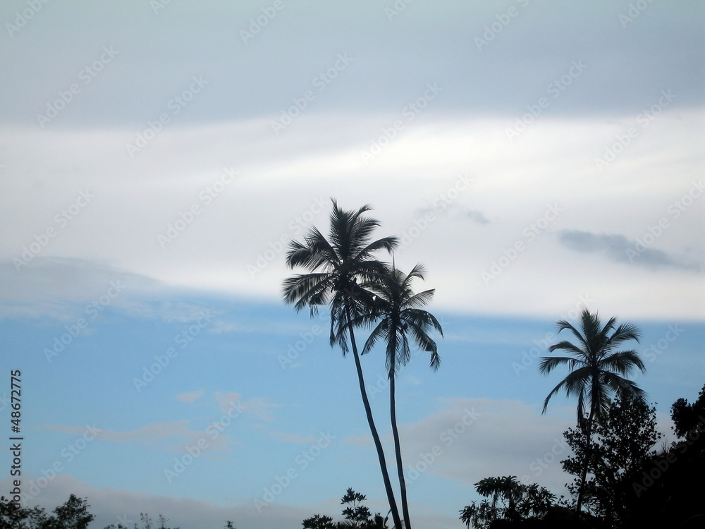Obraz premium Palm trees against the sky.