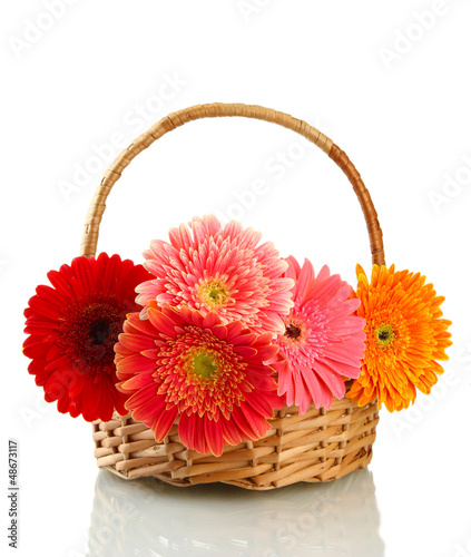 beautiful gerbera flowers in basket isolated on white