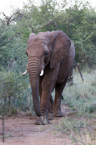 Eléphant d'Afrique