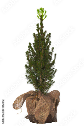 Decorative fir-tree