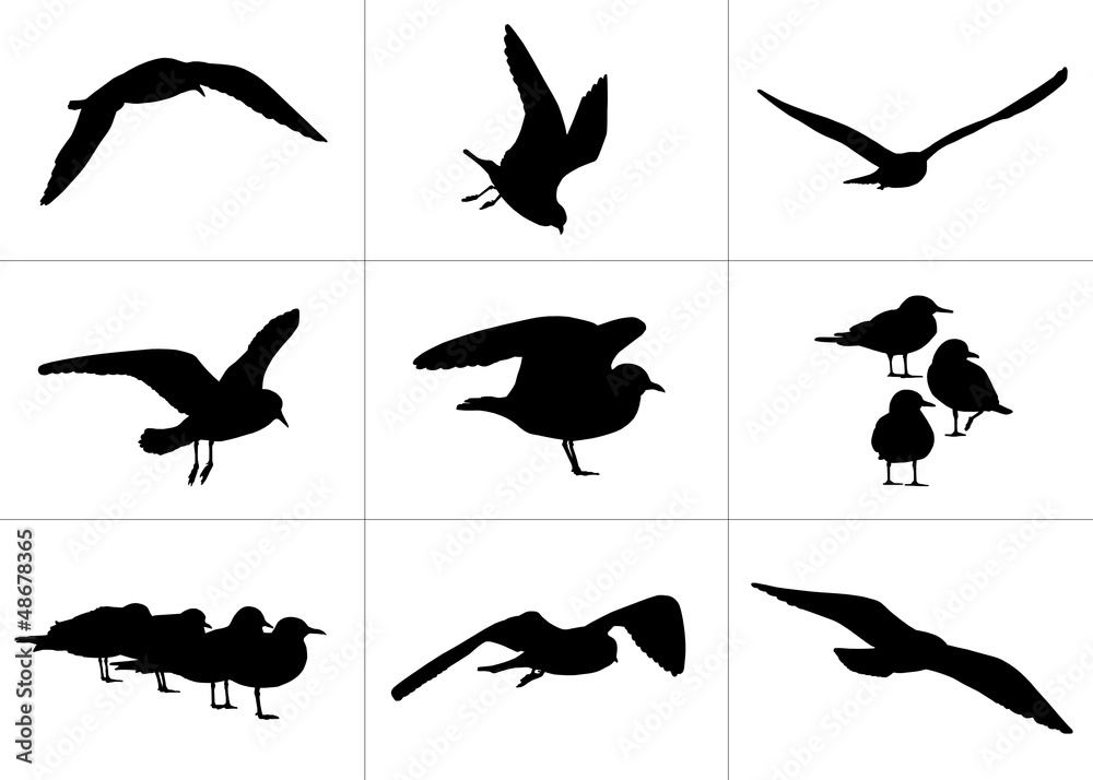 Obraz premium 9 realistic silhouettes of seagulls