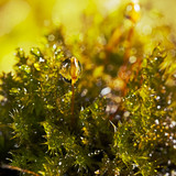 Drops of water on the moss