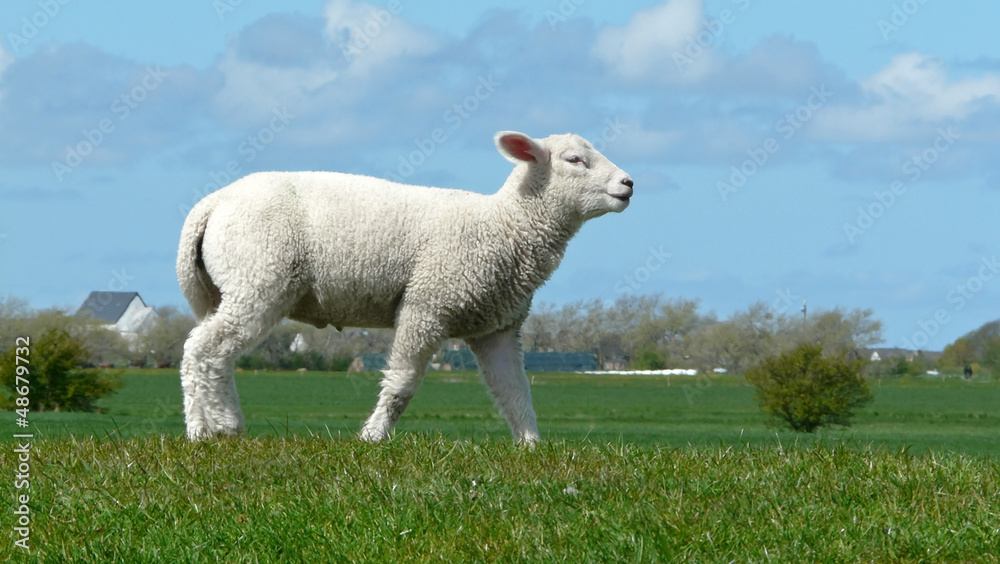 Fototapeta premium Junger Widder läuft auf einem Deich