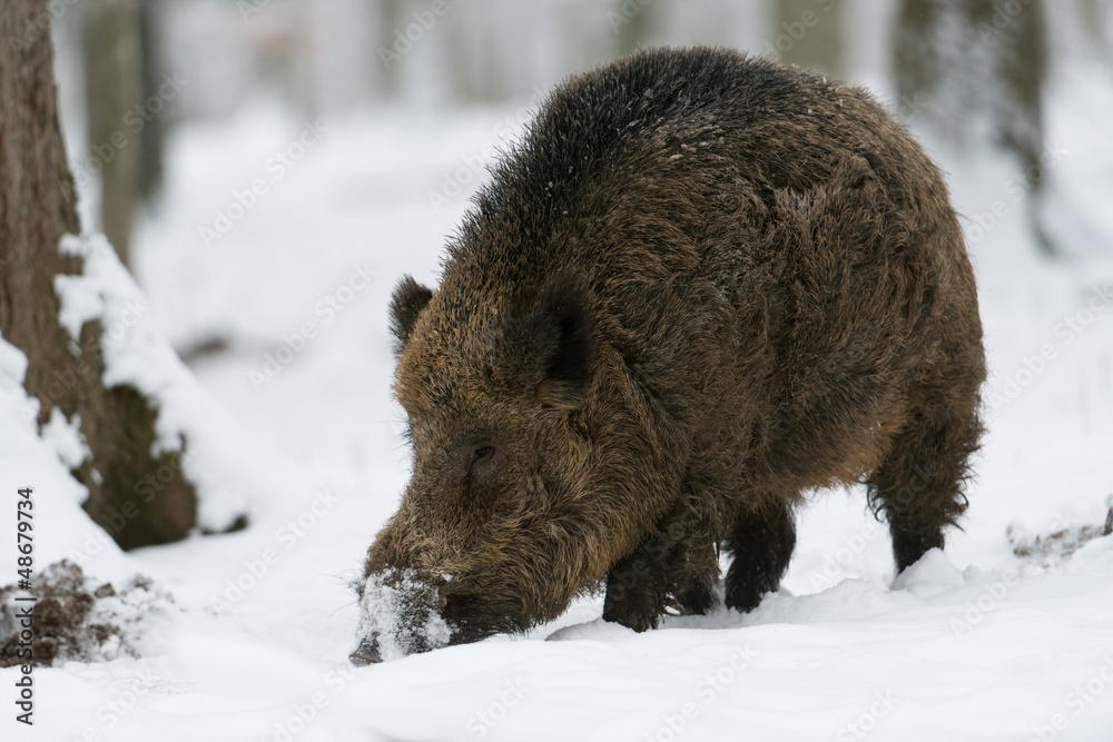 Wildschwein, Wild boar, Sus scrofa Wildschwein, Wild boar, Sus scrofa