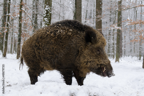 Wildschwein, Wild boar, Sus scrofa