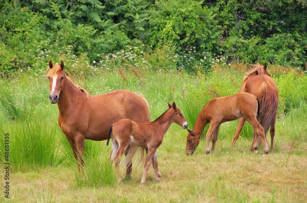 Obraz premium Pferd - horse 13