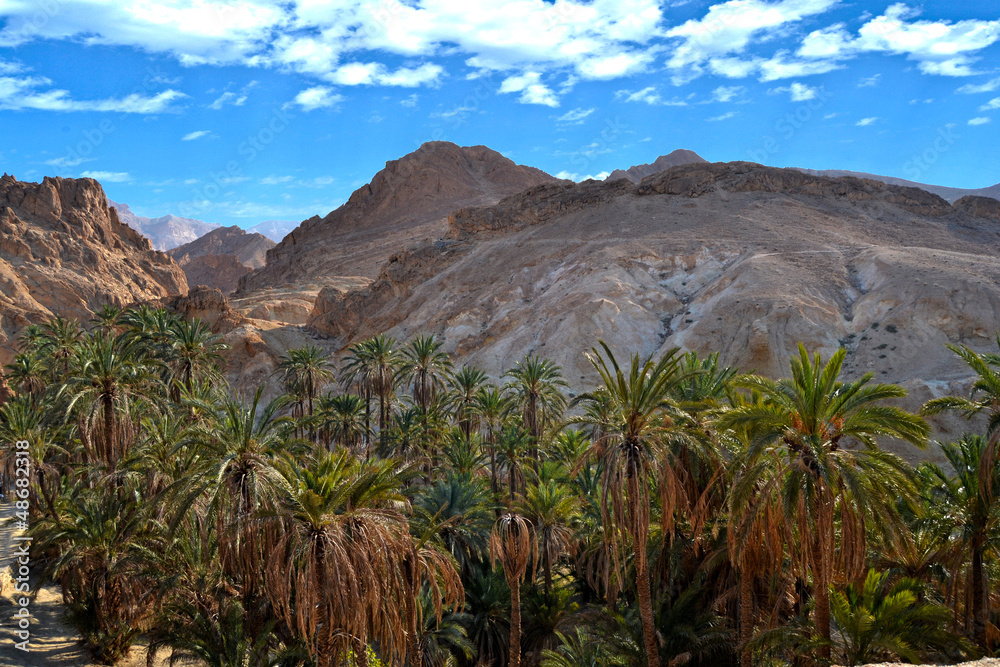Fototapeta premium Oasis of Nefta, Chebika, between canyons and green palm trees