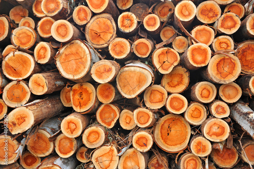 Explotaci  n forestal  madera de eucaliptos cortada