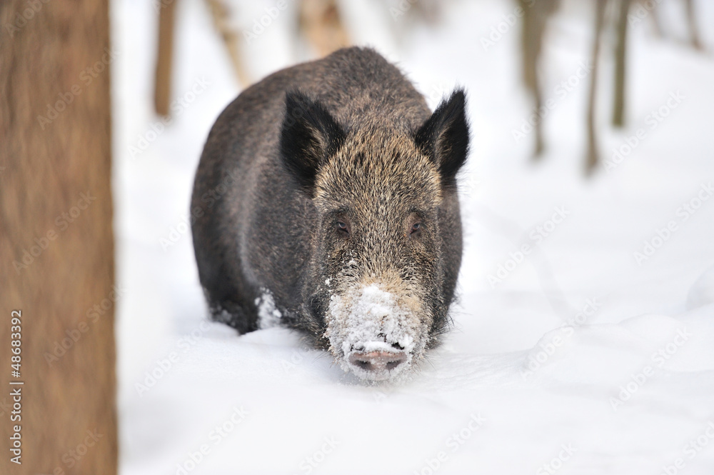 Wild boar Wild boar