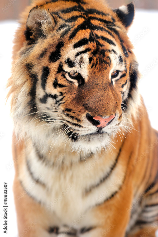 Obraz premium Tiger