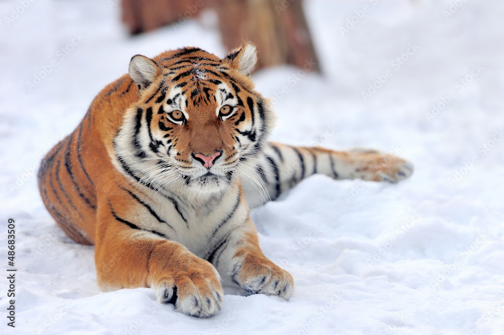 Obraz premium Tiger