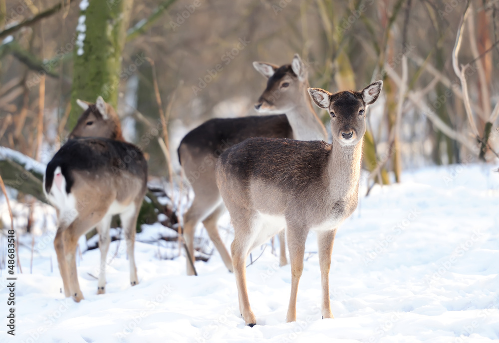 Young deer Young deer