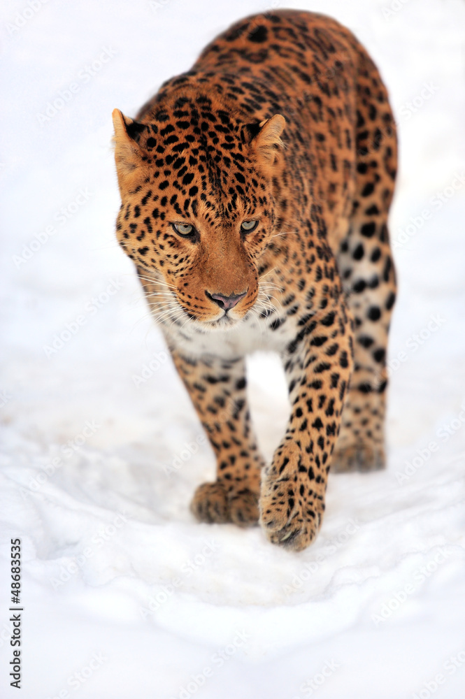 Leopard Leopard