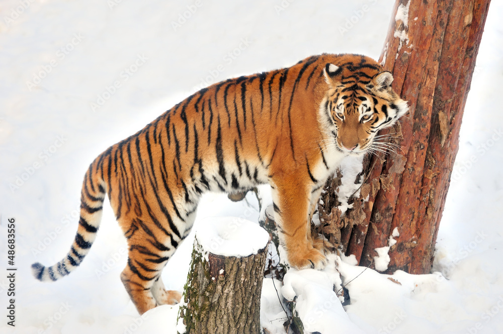 Obraz premium Tiger