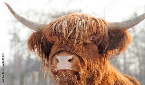 Photography Scottish cattle