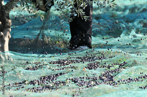 récolte des olives près de Nyons