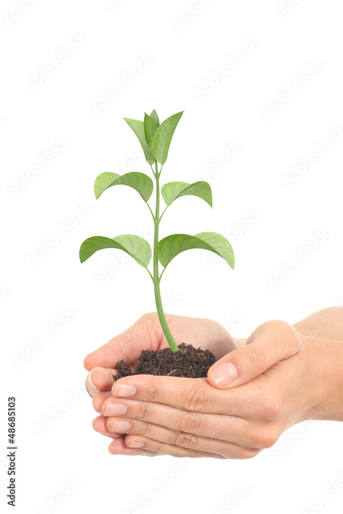 Little render of a plant growing in a woman hands Little render of a plant growing in a woman hands