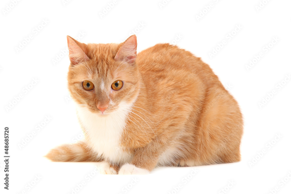 Young ginger cat on a white background