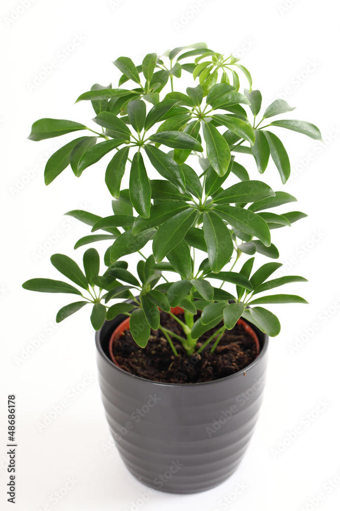 Schefflera StockFoto Adobe Stock