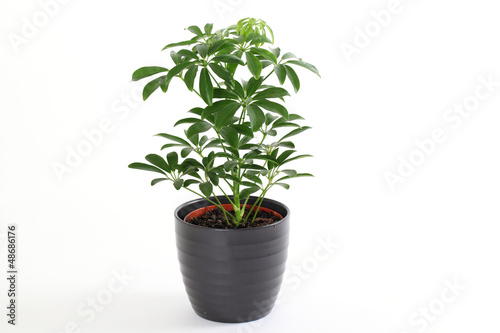 Schefflera