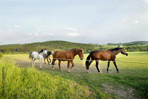 Horses in the nature