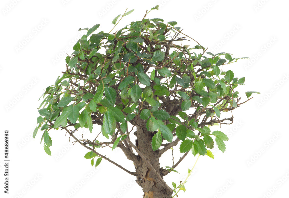 Bosnai tree with many green leaves on branches isolated on white Bosnai tree with many green leaves on branches isolated on white