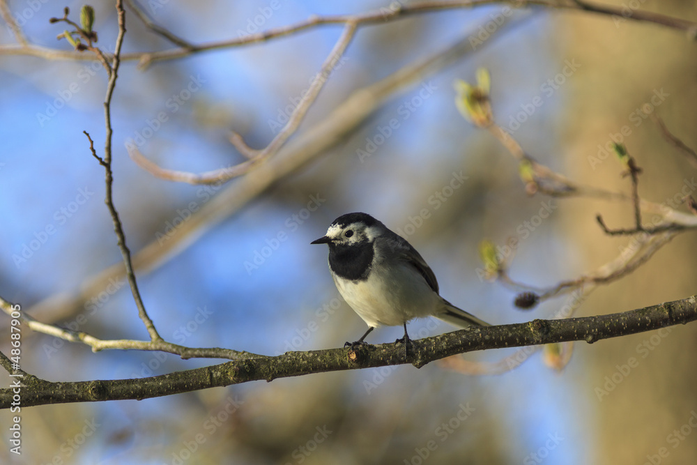 Wagtail on a branch Wagtail on a branch