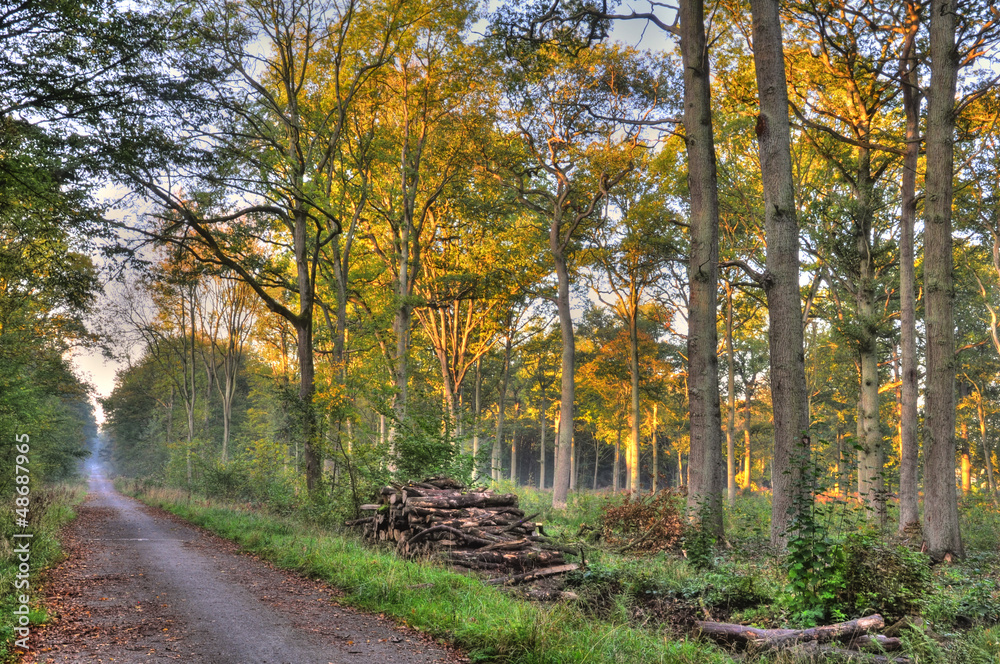 Naklejka premium Foret domaniale de Saint-Amand-les-Eaux Nord