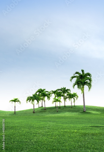 Palm tree on the green Field