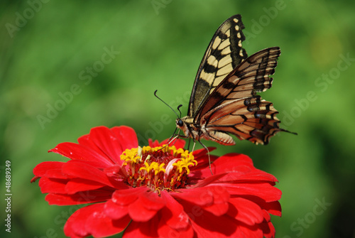 Beautiful butterfly on a flower