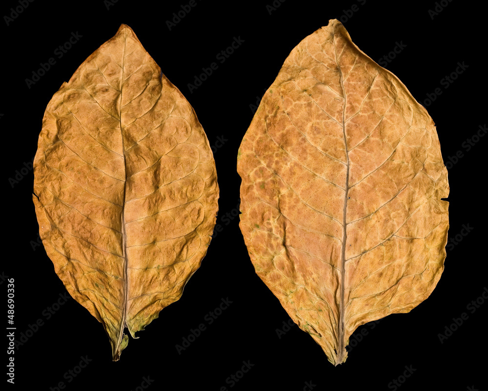 Naklejka premium leaf tobacco