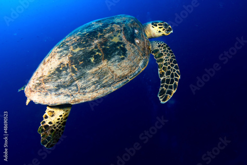 Hawksbill sea turtle in deep blue, Red Sea, Egypt.