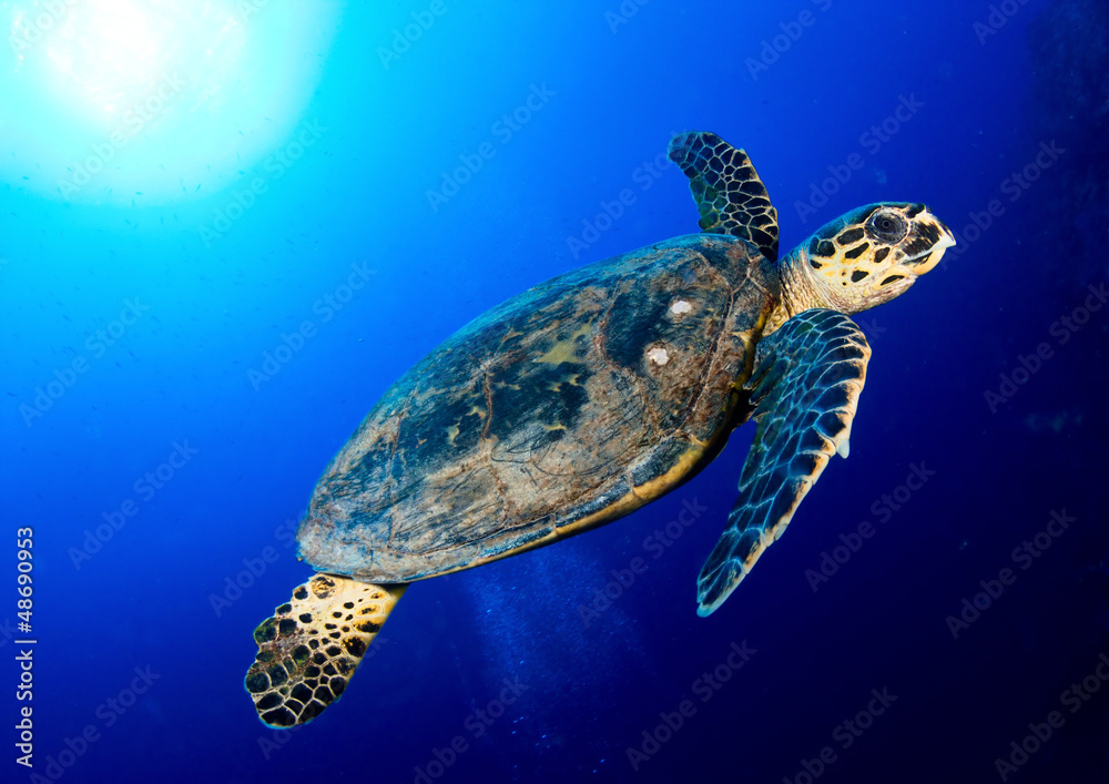 Hawksbill sea turtle in deep blue, Red Sea, Egypt. - obrazy, fototapety, plakaty 