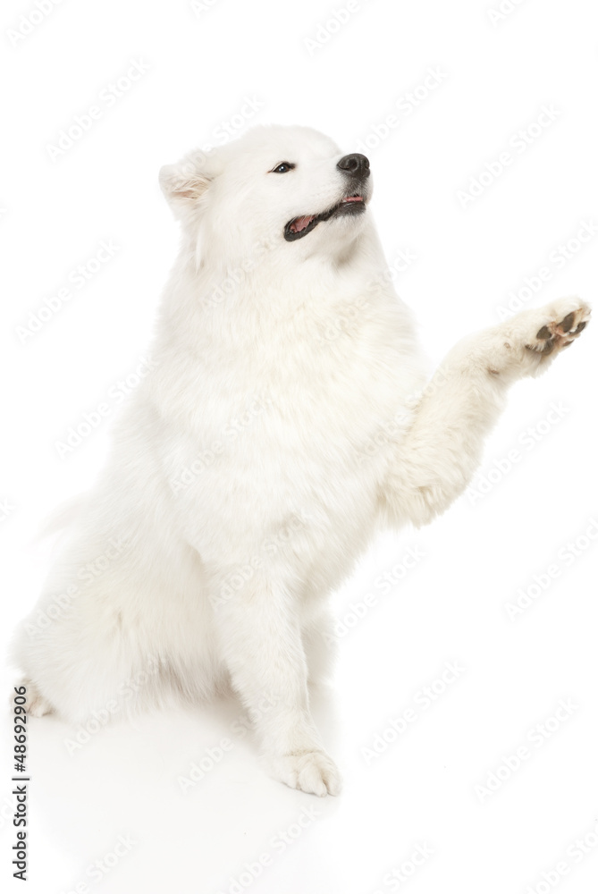 Samoyed dog Samoyed dog