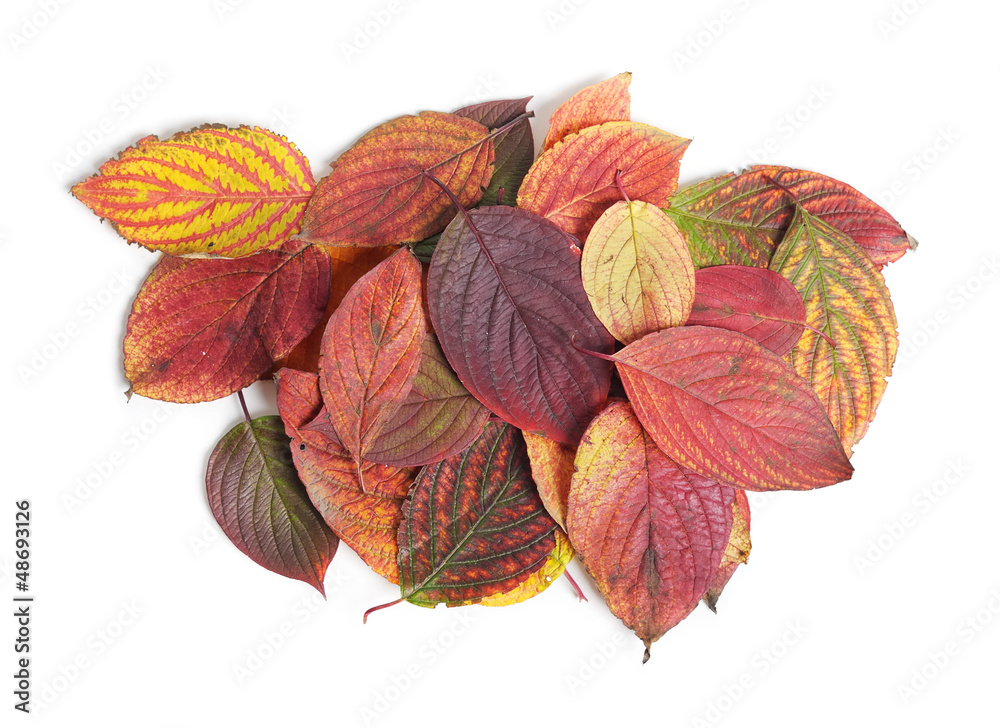 Autumn leaves Autumn leaves