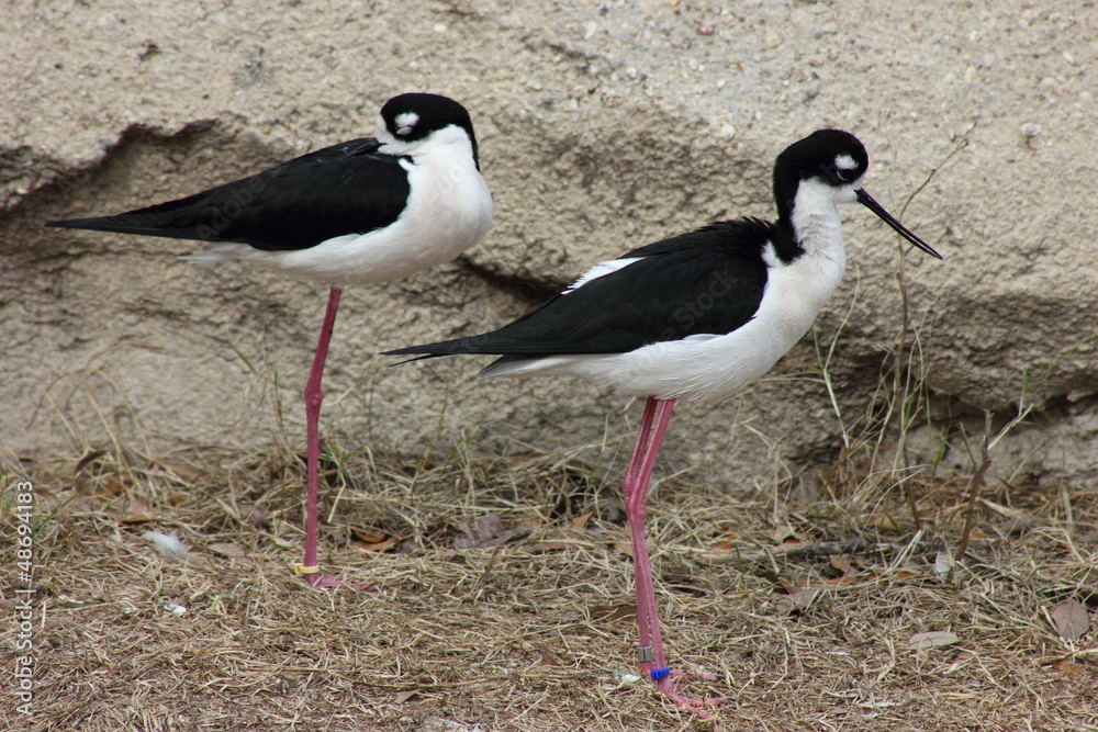 Black Necked Stilts Black Necked Stilts