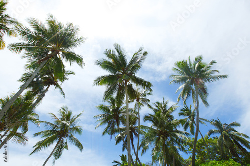 Palm trees on sky background