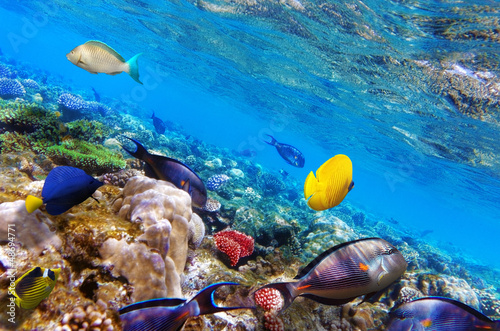 Coral and fish in the Red Sea. Egypt, Africa.